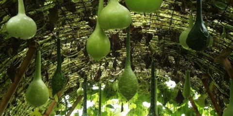 Bundeva boca (lagenarija): recepti, koristi i štete